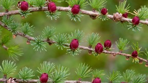 长满球果和花朵的美洲落叶松的树枝，加拿大纽芬兰 (© Bob Gibbons/Science Photo Library)(2017-12-16)