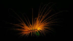 管海葵之缩时摄影 (© Coral Morphologic)(2017-08-24)