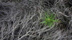 被烧焦的石南花中一颗刚萌芽的松树苗，Strabrechtse Heide，荷兰 (© Heike Odermatt/Minden Pictures)(2017-03-26)