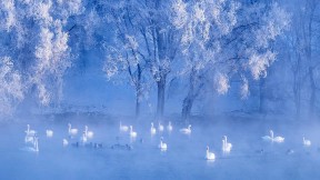 【今日冬至】湖中的天鹅，中国新疆伊犁州 (© SinoImages/Getty Images)(2017-12-22)