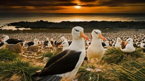 回到福克兰群岛的黑眉信天翁 (© Cultura RM/Alamy)(2018-09-12)