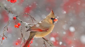 【2018-12-14】 傲立枝头 一只雌性北美红雀 (© Matthew Studebaker/Minden Pictures)