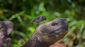 【2018-11-24】 进化论的关键物种 站在巨龟头上的达尔文雀 (© Tui De Roy/Minden Pictures)