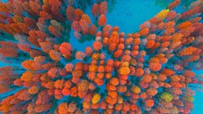 【2018-10-15】 秋天里的一抹红 紫马岭公园内的水杉，中国中山市 (© Yaorusheng/Getty Images)