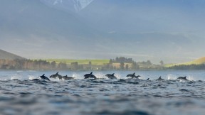 凯库拉小镇的一群暗色斑纹海豚，新西兰 (© Terry Whittaker/Alamy)(2018-04-14)