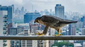 【2018-05-18】 鹰击长空，翱翔千里 在栏杆上行走的游隼，美国芝加哥 (© Luke Massey/Minden Pictures)