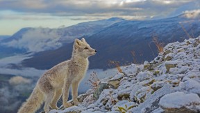 【2018-11-27】 高贵如你 北极狐，挪威多夫勒山 (© Andy Trowbridge/Minden Pictures)