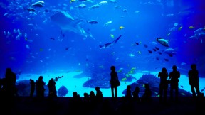 乔治亚水族馆，美国亚特兰大 (© novikat/Getty Images)(2018-11-18)