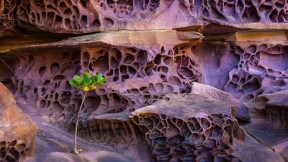 【2018-11-06】 岁月留下的痕迹 蜂窝状风化作用，澳大利亚 (© Ralph Lee Hopkins/Shutterstock/Offset)