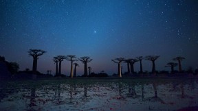 【2018-06-26】 星空下的猴面包树 猴面包树大道上的猴面包树在积水中的倒影，马达加斯加梅纳贝区 (© Gabrielle Therin-Weise/Getty Images)