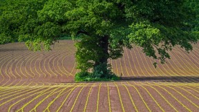 蒙茅斯郡田地上的英国橡树，英国威尔士 (© Phil Savoie/Minden Pictures)(2018-05-16)