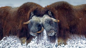 【今日小寒】普拉德霍湾附近的雄性麝牛，美国阿拉斯加 (© Oliver Smart/Alamy)(2018-01-05)