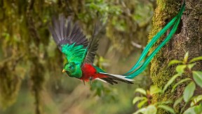 雄性凤尾绿咬鹃，哥斯达黎加 (© mallardg500/Getty Images)(2018-04-08)