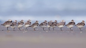 泰尔斯海灵岛上熟睡中的三趾鹬，荷兰 (© Inge van der Wulp/Minden Pictures)(2018-03-12)