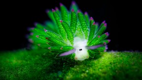 【2018-12-30】 海底小精灵 巴厘岛海域的一只海蛞蝓 (© Media Drum World/Alamy)