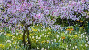 【2018-05-19】 莫奈的灵感来源 吉维尼小镇莫奈花园的春天，法国 (© Danita Delimont/Getty Images)