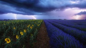 暴风雨下的薰衣草和向日葵花田，法国普罗旺斯 (© beboy/Shutterstock)(2018-09-03)