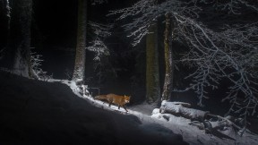 侏罗山脉一侧的一只赤狐，瑞士 (© Laurent Geslin/NPL/Minden Pictures)(2018-02-24)