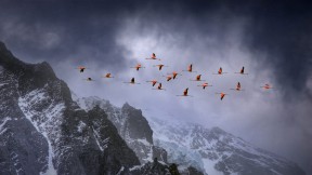 【2018-11-20】 舞动的火红音符 在百内国家公园上空飞翔的智利红鹳，智利 (© Ben Hall/Minden Pictures)