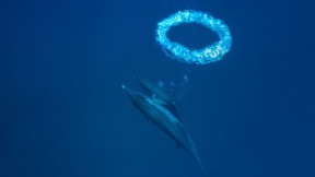 小巴哈马浅滩中的大西洋花斑原海豚和气泡环，巴哈马 (© Hiroya Minakuchi/Minden Pictures)(2018-03-14)