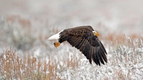 大提顿国家公园里的一只白头鹰，美国怀俄明州 (© Kathleen Reeder Wildlife Photography/Getty Images)(2018-12-28)