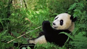 【2018-03-16】 国宝的萌系力量 卧龙国家级自然保护区的大熊猫，中国四川 (© Lynn M. Stone/Minden Pictures)