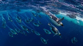 【2019-01-20】 企鹅家族的大个头 罗斯海中的帝企鹅，南极洲 (© Paul Nicklen/Getty Images)