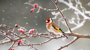 【2019-01-21】 鸟在画中鸣 一只欧洲金翅雀栖息在雪中的玫瑰果枝上 (© Ernie Janes/Nature Picture Library/Offset)