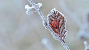 【2019-01-03】 渺小而倔强 一只冬眠的瓢虫，英国特温 (© James Pearce/Alamy)