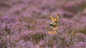 石楠花丛中的雄狍 (© wonderful-Earth.net/Alamy Stock Photo)(2019-04-16)