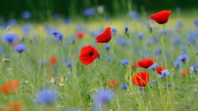 草地上的罂粟和矢车菊，德国北莱茵-威斯特法伦州 (© imageBROKER/Alamy)(2019-05-29)