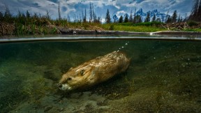 一只在大提顿国家公园里游泳的海狸 (© Charlie Hamilton James/Getty Images)(2019-04-07)