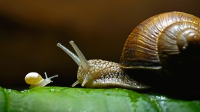 【2019-06-18】 勃艮第蜗牛，也称为食用蜗牛 (© Heidi and Hans-Juergen Koch/Minden Pictures)