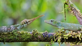 【2019-08-14】 雄性和雌性的匹诺曹蜥蜴，厄瓜多尔明多 (© James Christensen/Minden Pictures)