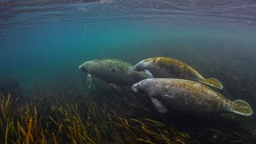 【2019-11-18】 Ichetucknee河的海牛，佛罗里达州 (© Jennifer Adler/Alamy)