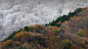 【2019-12-07】 初雪与最后的秋色相会，日本 (© SpontaneousPictures/iStock/Getty Images Plus)