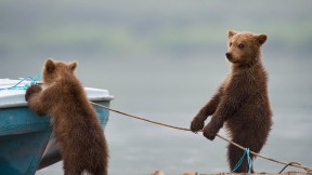 【2019-04-01】 湖边玩耍的小熊 (© Sergey Ivanov/Getty)