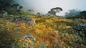 阿尔卑斯国家公园豪伊特山上雾中的野花，澳大利亚维多利亚 (© Australian Scenics/Photolibrary/Getty Images Plus)(2019-11-11)