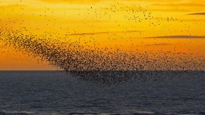 【2019-11-15】 夕阳下的椋鸟，英格兰布莱克浦 (© Mediaworld Images/Alamy)