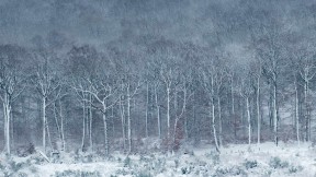 【2019-12-15】 银装素裹的Luzulo-Fagetum山毛榉林，比利时阿登 (© Philippe Moes/Alamy)