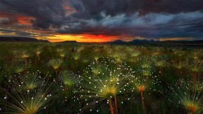 【2019-04-19】 日落时的Paepalanthus花，巴西Chapada dos Veadeiros国家公园 (© Marcio Cabral/Getty Images)