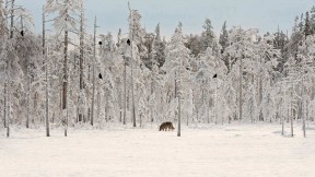 雪地里的一群乌鸦与灰狼，芬兰 (© Lassi Rautiainen/Minden Pictures)(2019-02-20)