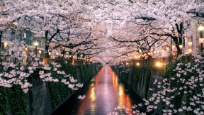 【2019-03-26】 目黑川上盛开的樱花，日本东京 (© taketan/Getty Images)