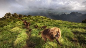 瑟门山国家公园里的狮尾狒狒，埃塞俄比亚北部 (© Marco Gaiotti/plainpicture)(2019-11-20)