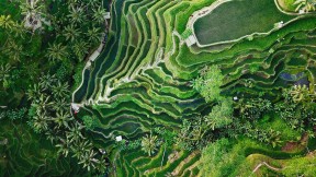 【2019-09-05】 乌布的德格拉朗梯田，印度尼西亚巴厘岛 (© gorgeoussab/Shutterstock)