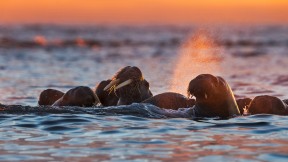 白岛附近的海象，挪威斯瓦尔巴群岛 (© Ole Jorgen Liodden/Minden Pictures)(2019-09-14)