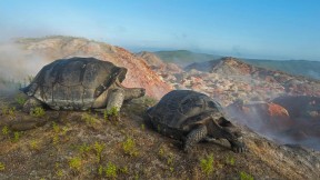 阿尔塞多火山上的象龟，加拉帕戈斯群岛 (© Tui De Roy/Minden Pictures)(2019-07-30)