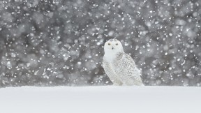 一只在雪中驻立的雪鸮 (© Jérémie LeBlond-Fontaine/Getty Images)(2019-01-07)