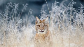 【2019-01-31】 专注的猎手 波希米亚摩拉维亚高地的猞猁，捷克 (© sduben/Getty Images Plus)