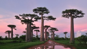 【2020-06-26】 穆龙达瓦附近的格兰迪尔猴面包树林，马达加斯加 (© Thomas Marent/Minden Pictures)